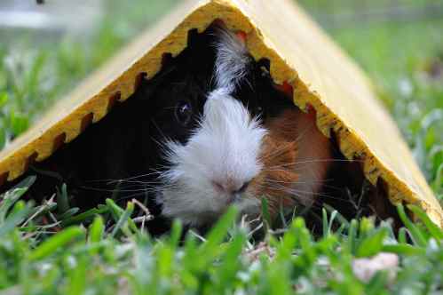 We also were looking after two guinea pigs... this one here is Turbo - such a cutie!