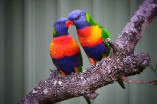 Love these beautiful rainbow coloured birds - the Lorikeets!