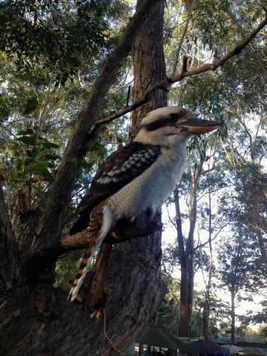 The "Kookaburra" has the BEST laugh! Can't help but smile and giggle every time I hear one - yup, I'm really in Australia!